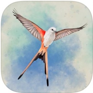 WINGSPAN 展翅翱翔-苹果iOS客户端正版游戏收费游戏安装包苹果礼品卡兑换码-美国